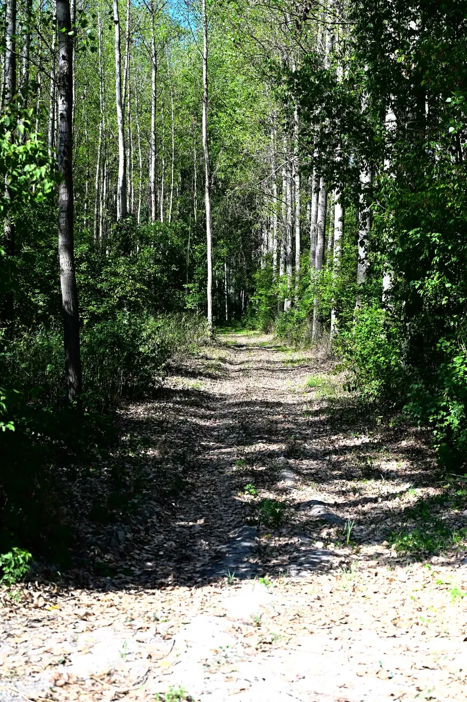 Erdei ösvény — Szigetköz